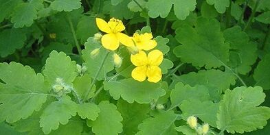 Nail fungus treatment on the legs of the Celand