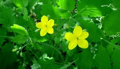 Celanda to treat nail fungus